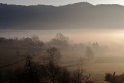 Nebbiolina