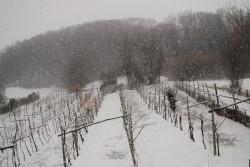 Nevicata