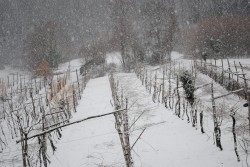 la vigna