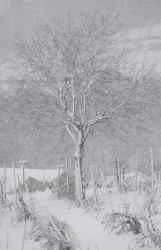 mentre nevica