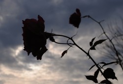 rose e cielo