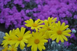 primavera