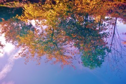 riflessi d'autunno